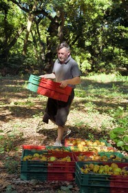 France, Ile de la Reunion, Saint-Paul, verger de mangue Laperrière au Tour-des-Roches, Ludovic Maufras createur de La Part des Anges Distillation recolte des mangues destinées à la confection de son eau de vie naturelle