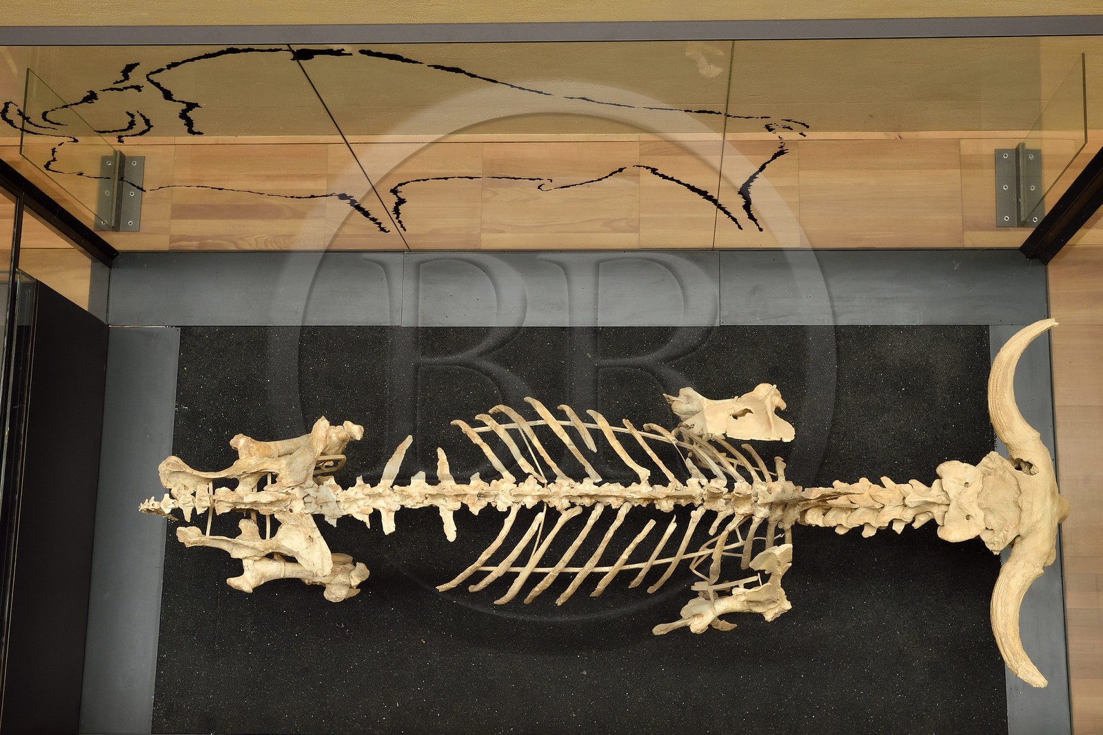 France, Dordogne, Perigord Noir, Vezere Valley, Les Eyzies de Tayac Sireuil, listed as World Heritage by UNESCO, Musee de la Prehistoire (Museum of Prehistory), steppe bison skeleton (Bison priscus) that disappears around 12,000 BP