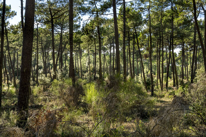 France, Charente-Maritime (17), Royan, La Tremblade, forêt domaniale de la Coubre et des Combots d’Ansoine, forêt de pins et de chênes verts
