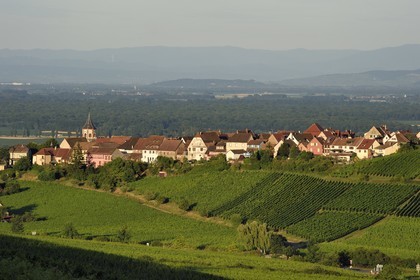France, Haut-Rhin (68), Route des vins d'Alsace, le village de Zellenberg