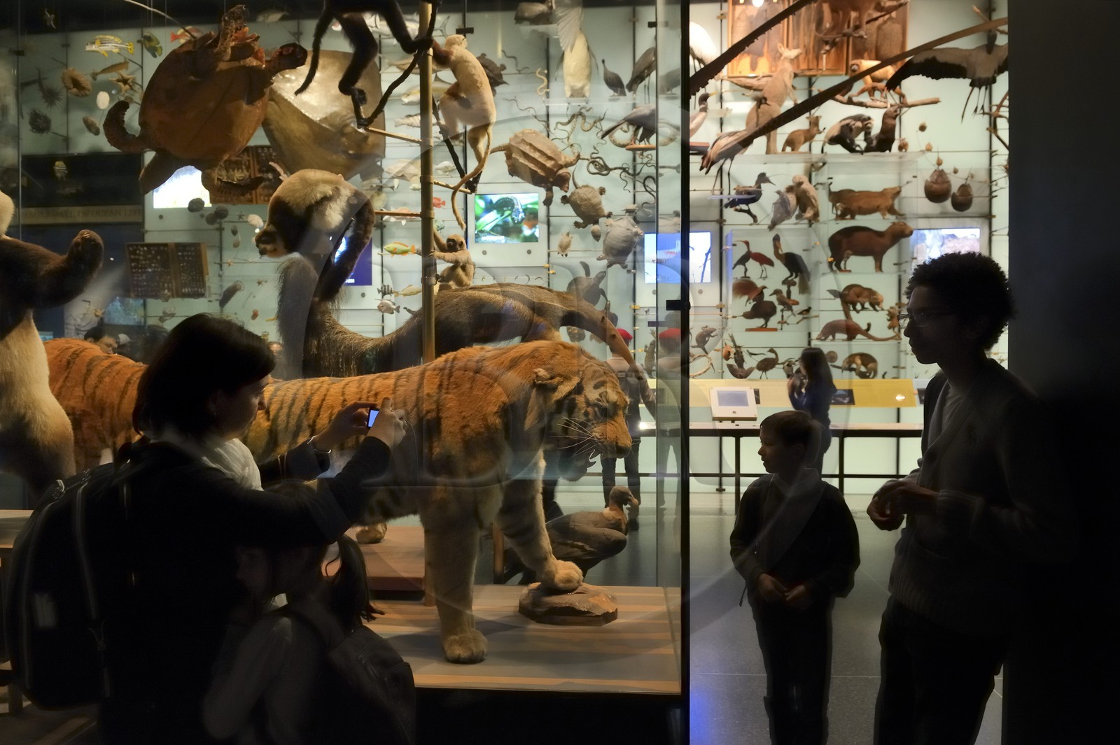 United States, New York, Manhattan, Upper West Side, American Museum of Natural History, Evolution Gallery
