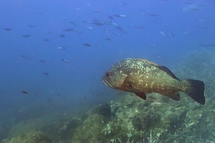 France, Var (83), Iles d'Hyères, parc national de Port Cros, Ile de Port-Cros, mérou vers l'Ilot de la Gabinière