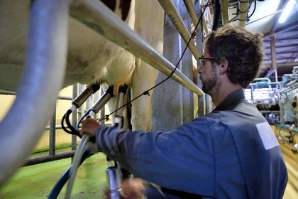 France, Cantal, Sainte-Marie, La Terrisse hamlet, montbéliarde dairy cow breeding from Cantagrel farm, the cows eating after the evening milking de la ferme de Cantagrel, le bouvier Alexandre installe la trayeuse sur les pis pour la traite du soir