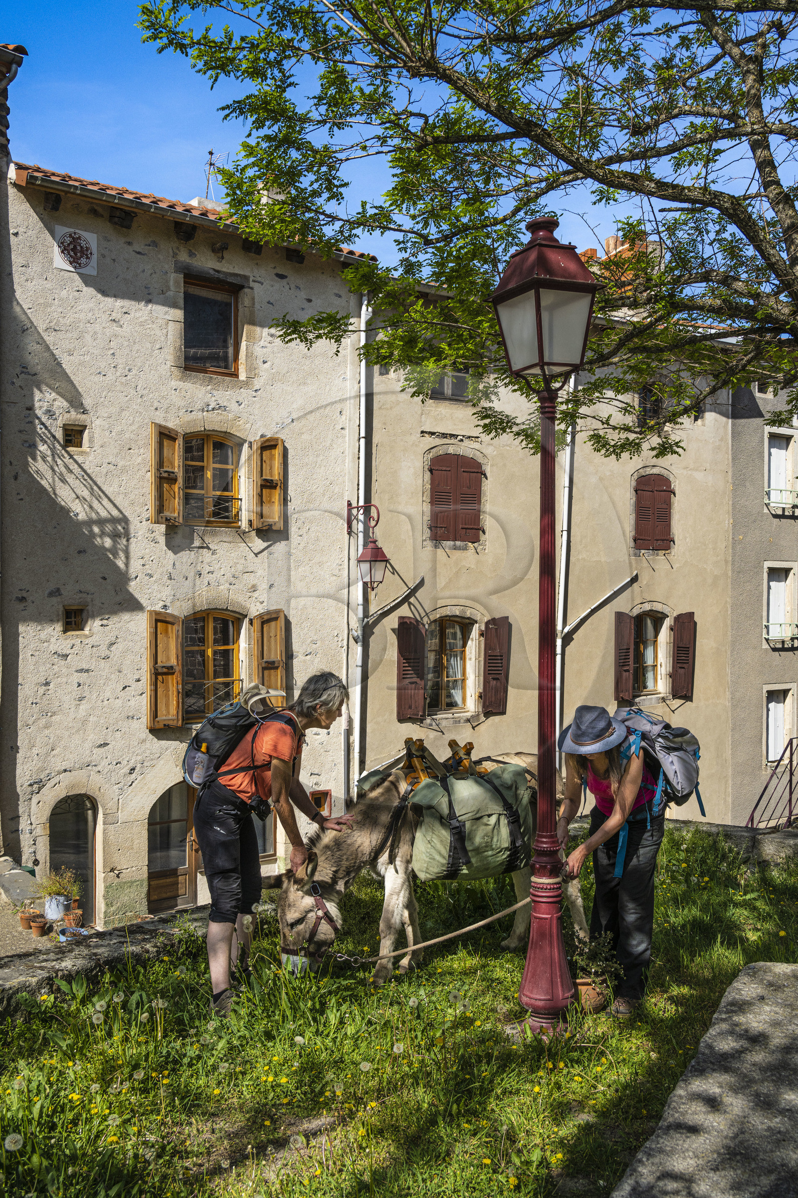 France, Haute-Loire (43), Le Monastier-sur-Gazeille, randonnée avec un âne sur le chemin de Stevenson (GR 70)