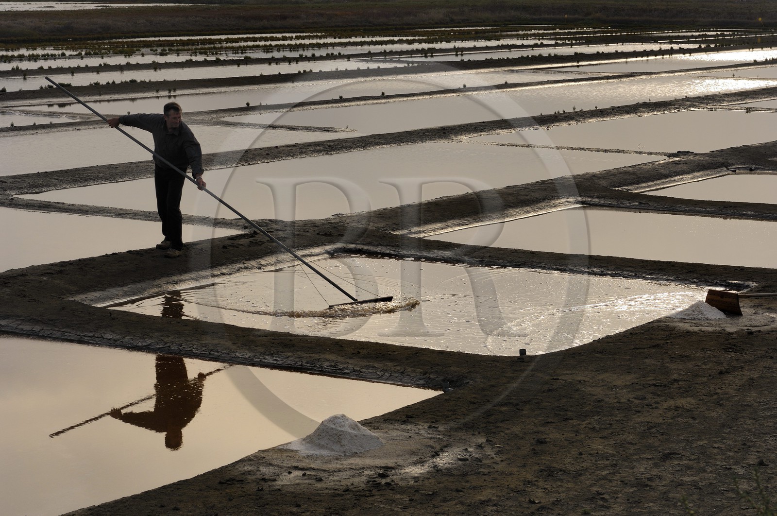 France, Charente-Maritime (17), Ile Madame, la ferme-auberge aquacole de M et Mme Jean Pierre Mineau, récolte de sel par le paludier