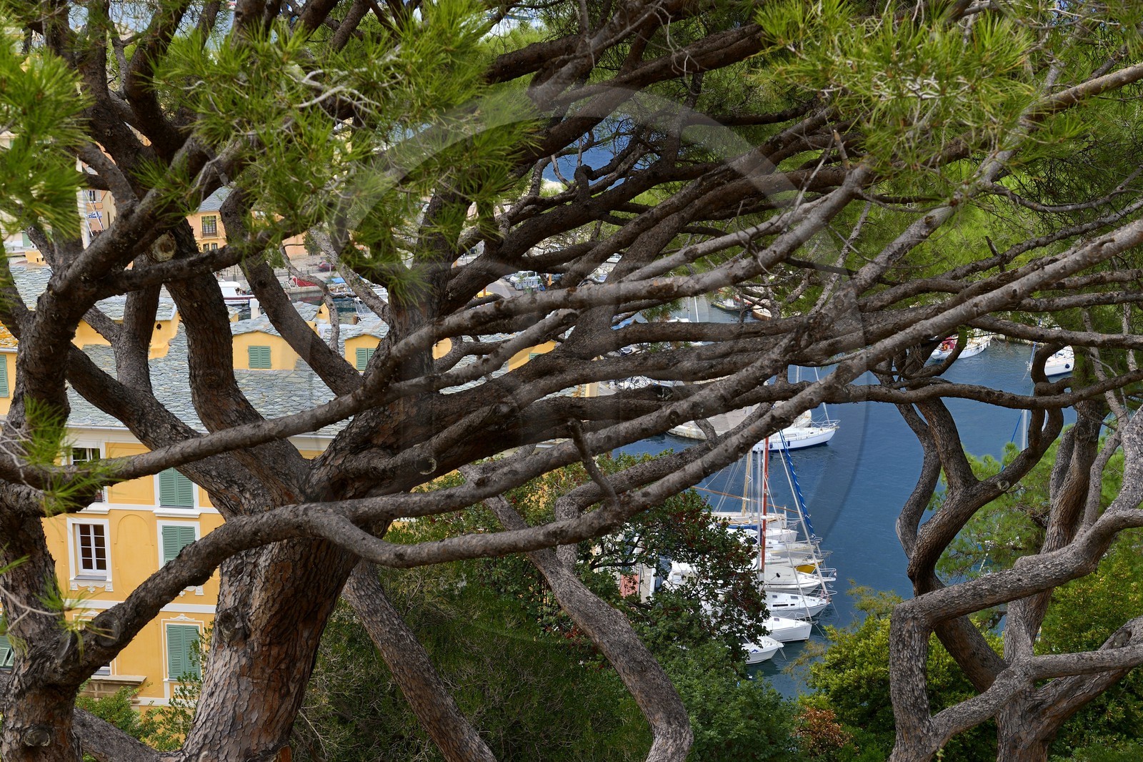 France, Haute-Corse (2B), Bastia, vue sur le port à travers un pin