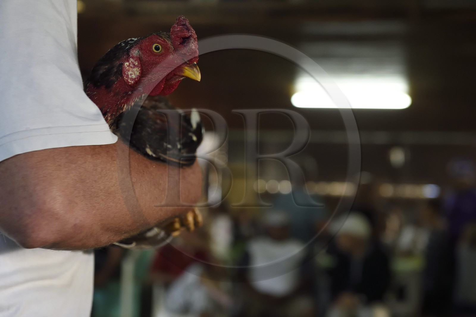 France, Ile de la Reunion, Petit Tampon, combat de coqs dans le Rond de Coq