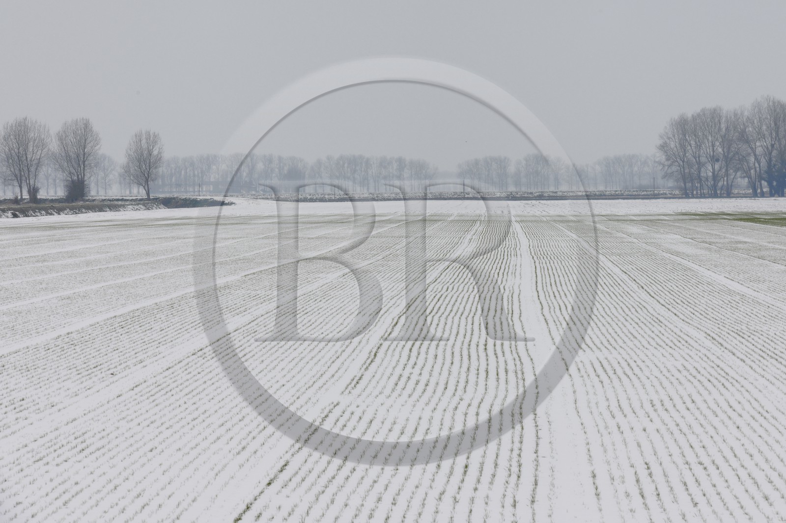 France, Ille-et-Vilaine (35), le polder du Mont-Saint-Michel
