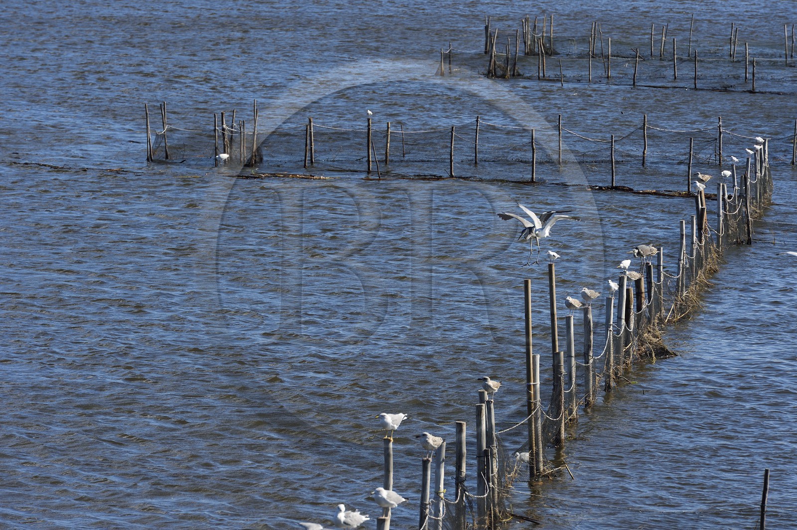 France, Haute-Corse (2B), l'étang de Biguglia (stagnu di Chjurlinu), réserve naturelle de Corse (RNC), héron cendré (Ardea cinerea) et mouettes perchées sur des pieux d'aulne