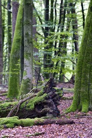 France, Bas-Rhin (67), Parc naturel régional des Vosges du Nord, Obersteinbach, foret domaniale de Steinbach, foret de hetres sur le chemin des ruines du fortin de Wittschloessel