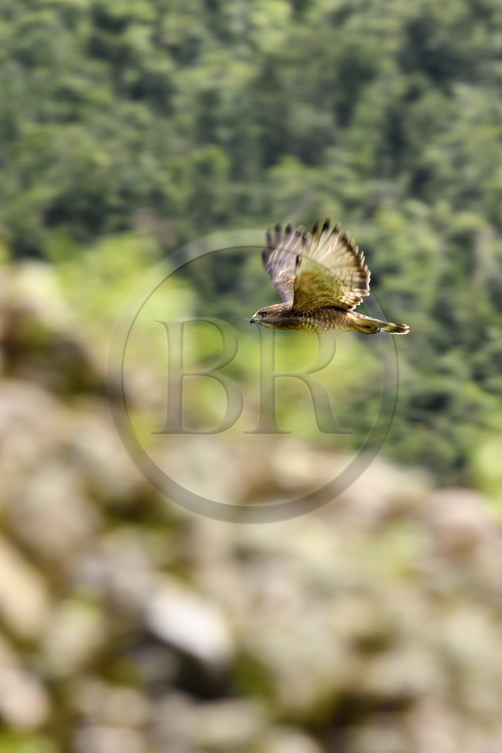 Caraïbes, Ile de la Dominique, Parc national du Morne Trois Pitons classé Patrimoine Mondial de l'UNESCO, petite buse appelée Malfini - Mangé poulé, mansefenil ou aigle des Antilles
