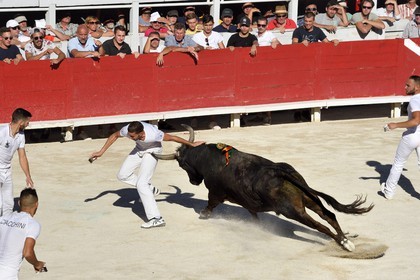 France, Bouches-du-Rhône (13), Arles, la course camarguaise  de la Cocarde d'Or aux Arènes, raseteur tentant d'attraper les attributs primés sur les cornes du taureau