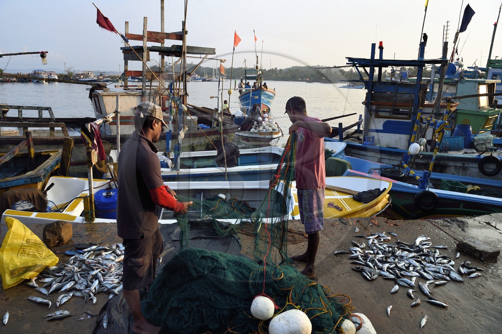 Sri Lanka, Southern Province, Matara district, Weligama, Mirissa Fisheries Harbor, landing fish at dawn