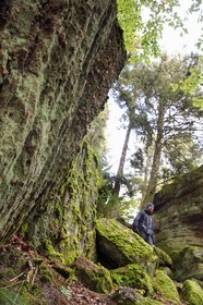 France, Haut Rhin, Thannenkirch, hiking in the Taennchel massif, site known as the Rocher Pointu