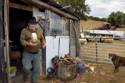 France, Corse du Sud, Cargese,  the shepherd Francois Defranchi producer of sheep cheese