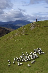 France, Pyrénées-Atlantiques (64), Pays-Basque, chemin de Saint-Jacques de Compostelle sur le GR 65 entre Saint-Jean-Pied-de-Port et Roncevaux vers le col de Bentarte, berger et son troupeau de brebis manech tête noire sur les pentes du Leizar Atheka