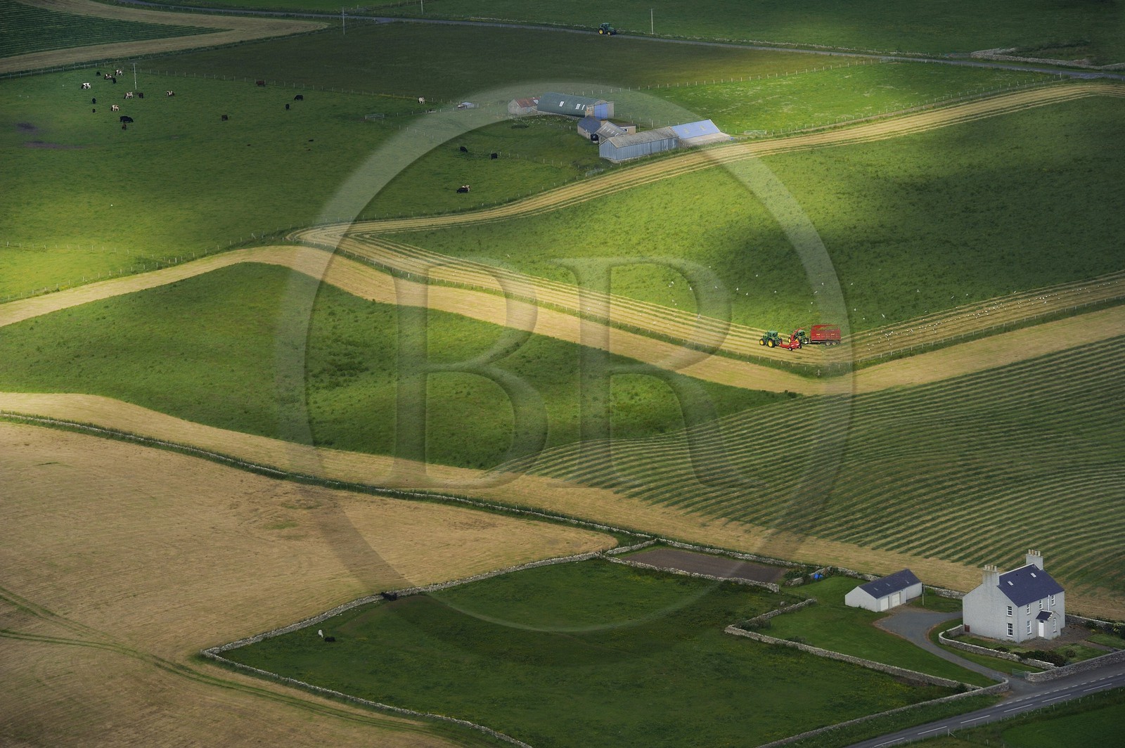 Royaume-Uni, Ecosse, Iles Orcades, Ile de Mainland, travaux agricoles, goélands se nourissent dans la terre retournée par le tracteur (vue aérienne)