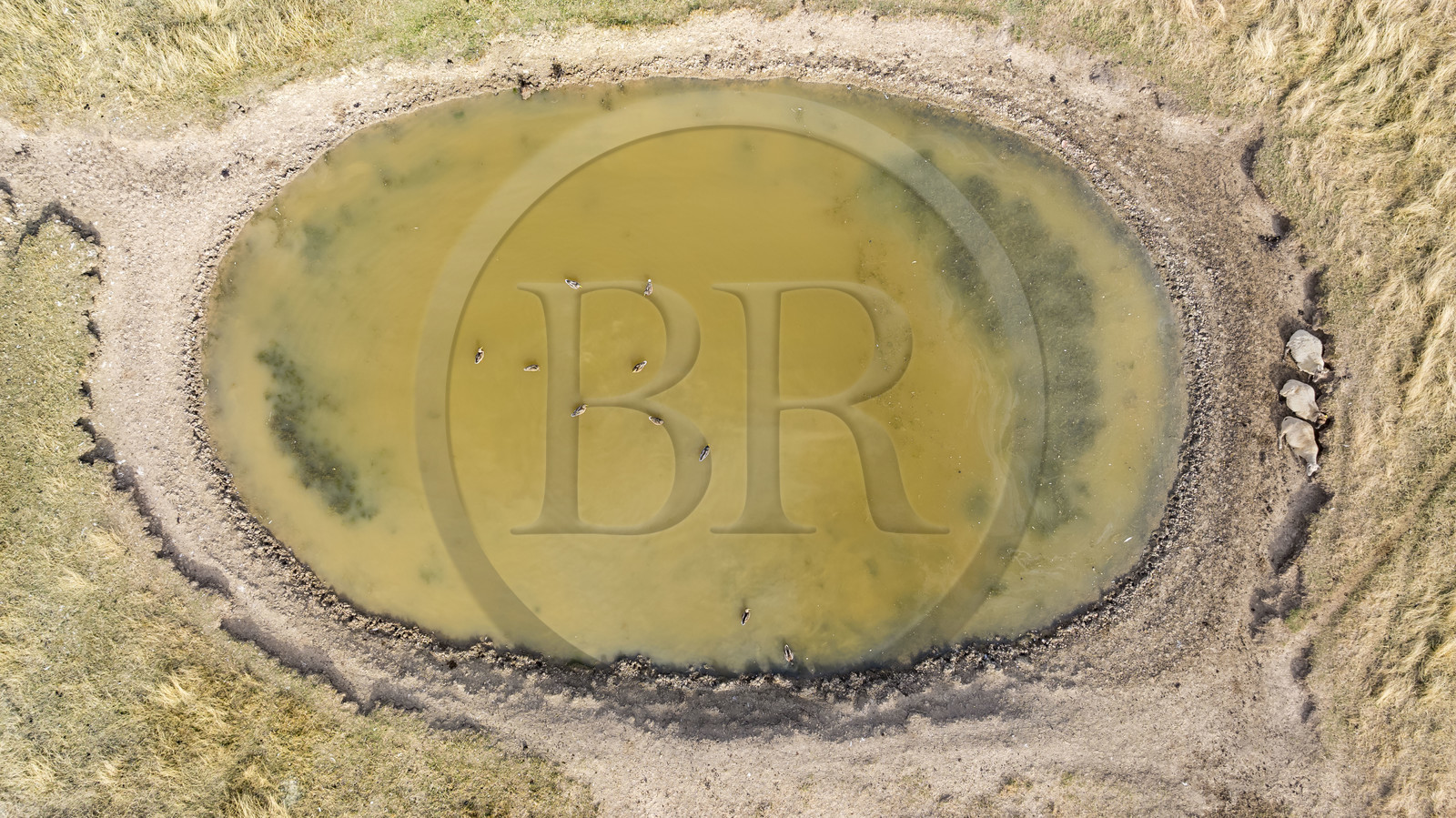 France, Charente Maritime, Port des Barques, Ile Madame, the Ile Madame Aquaculture Farm, breeding of sheep and ducks in the pond (aerial view)