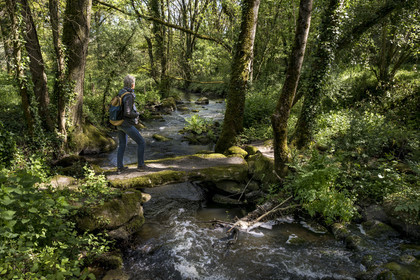 France, Vendée (85), Saint-Laurent-sur-Sèvre, randonnée cycliste sur la piste de la véloroute Vendée Vélo Tour, passage de la forêt de la Barbinière