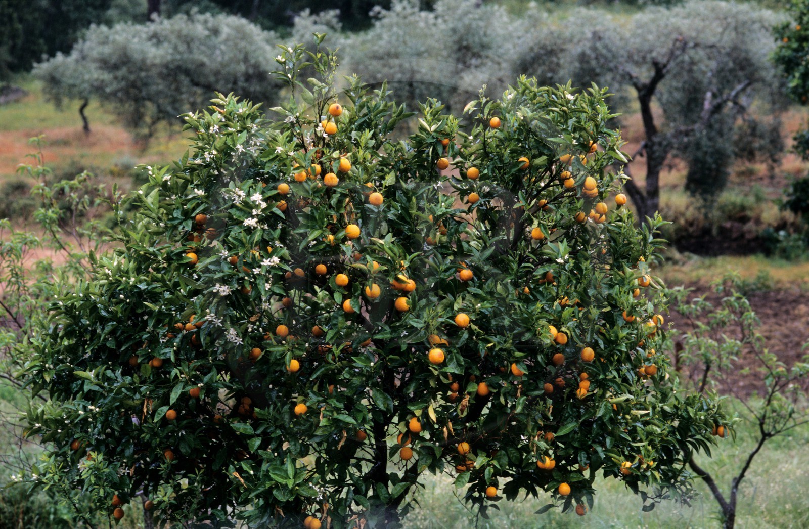 Espagne, Estrémadure, un oranger dans la région d'Alcuescar