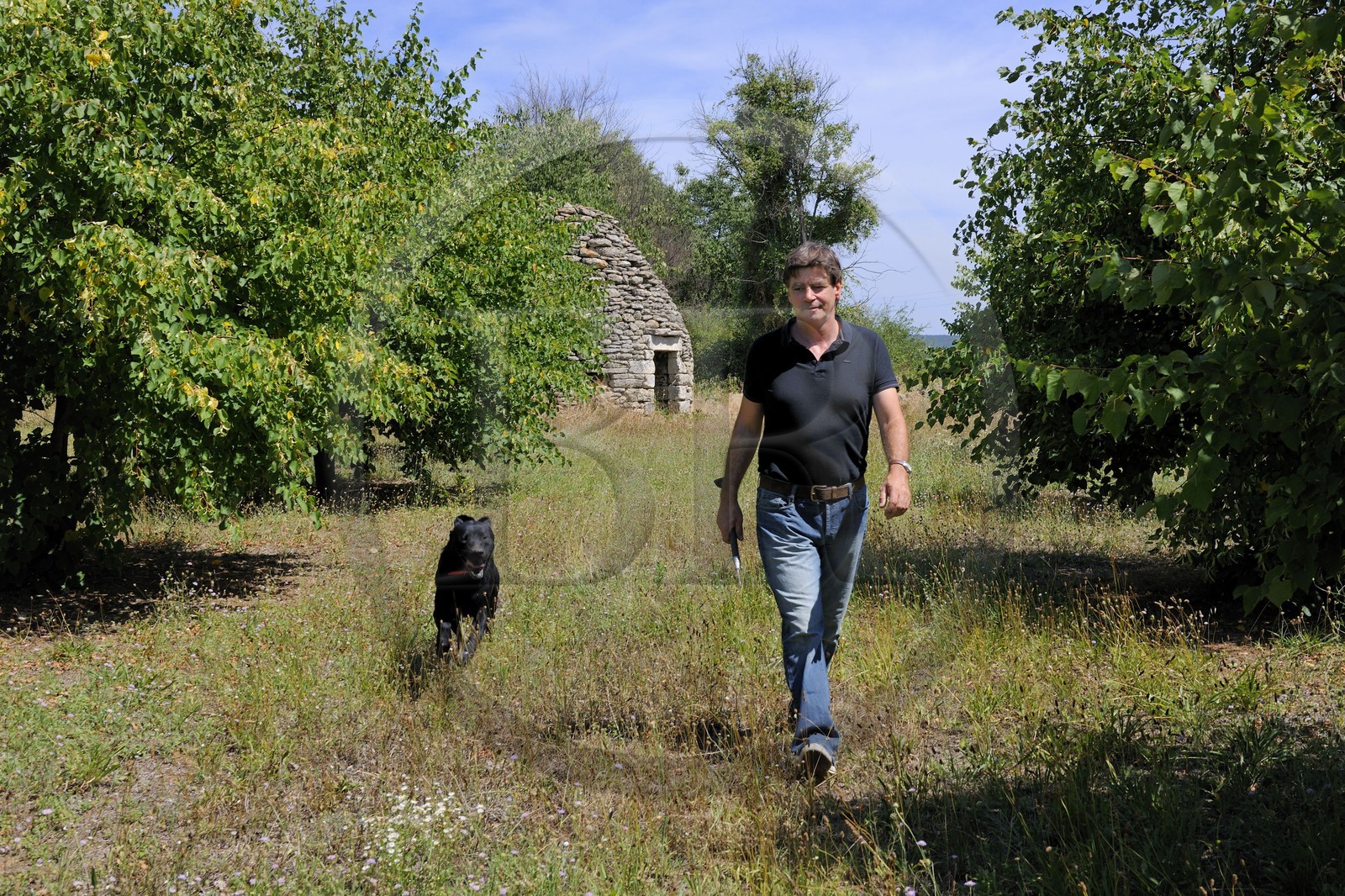 France, Gard, region of the Pays d'Uzege, Uzes, Michel Tournayre creator of the “Truffières du Soleil” on his truffle plantation with one of his truffle dog