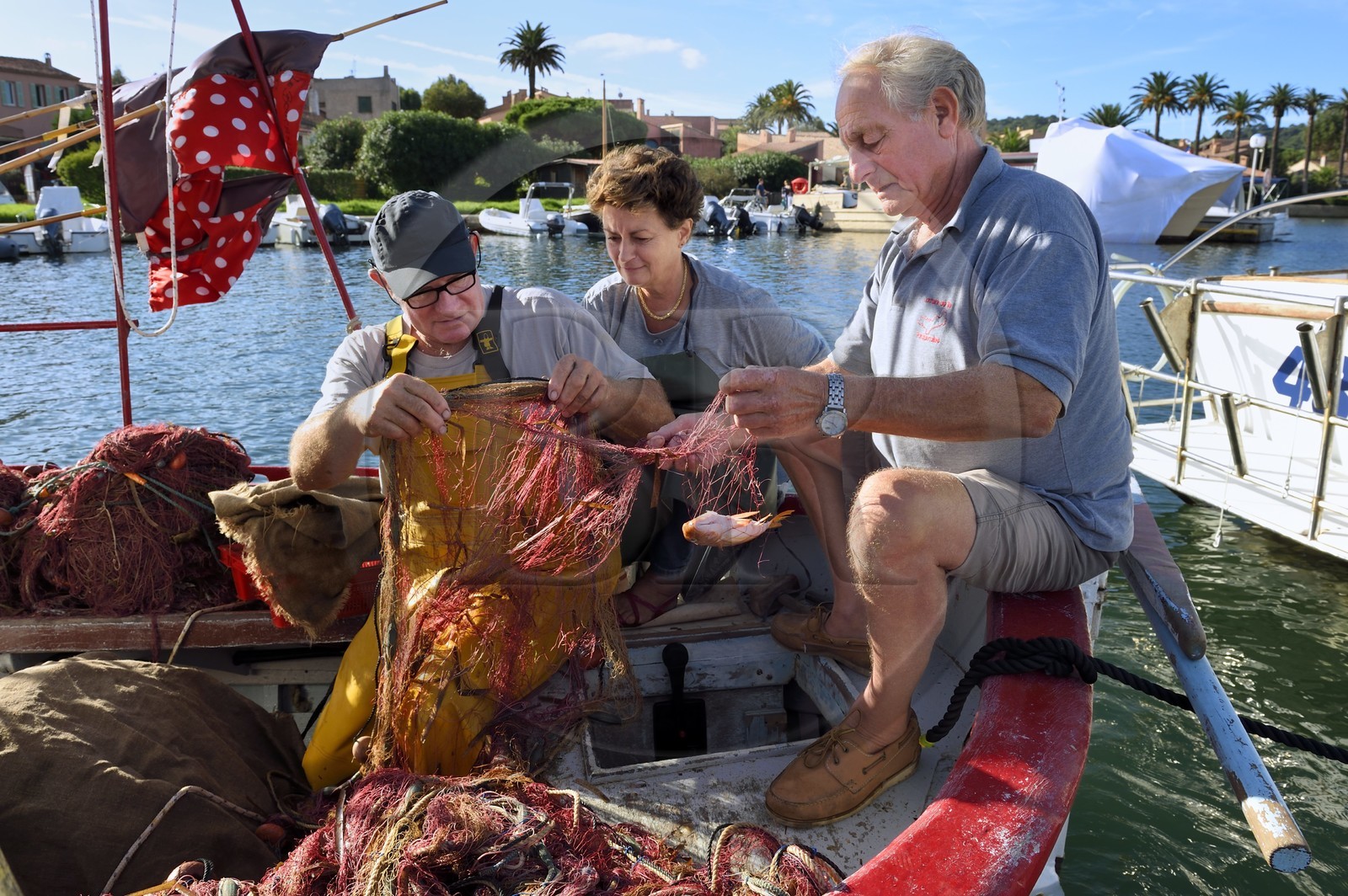 France, Var, Iles d'Hyeres, Parc National de Port Cros (National park of Port Cros), Porquerolles island, Fisherman's Wharf on the village port, Martine and Jean Paul Costes on their boat Le Boucanier sorting the morning's catch with Sam the fisherman