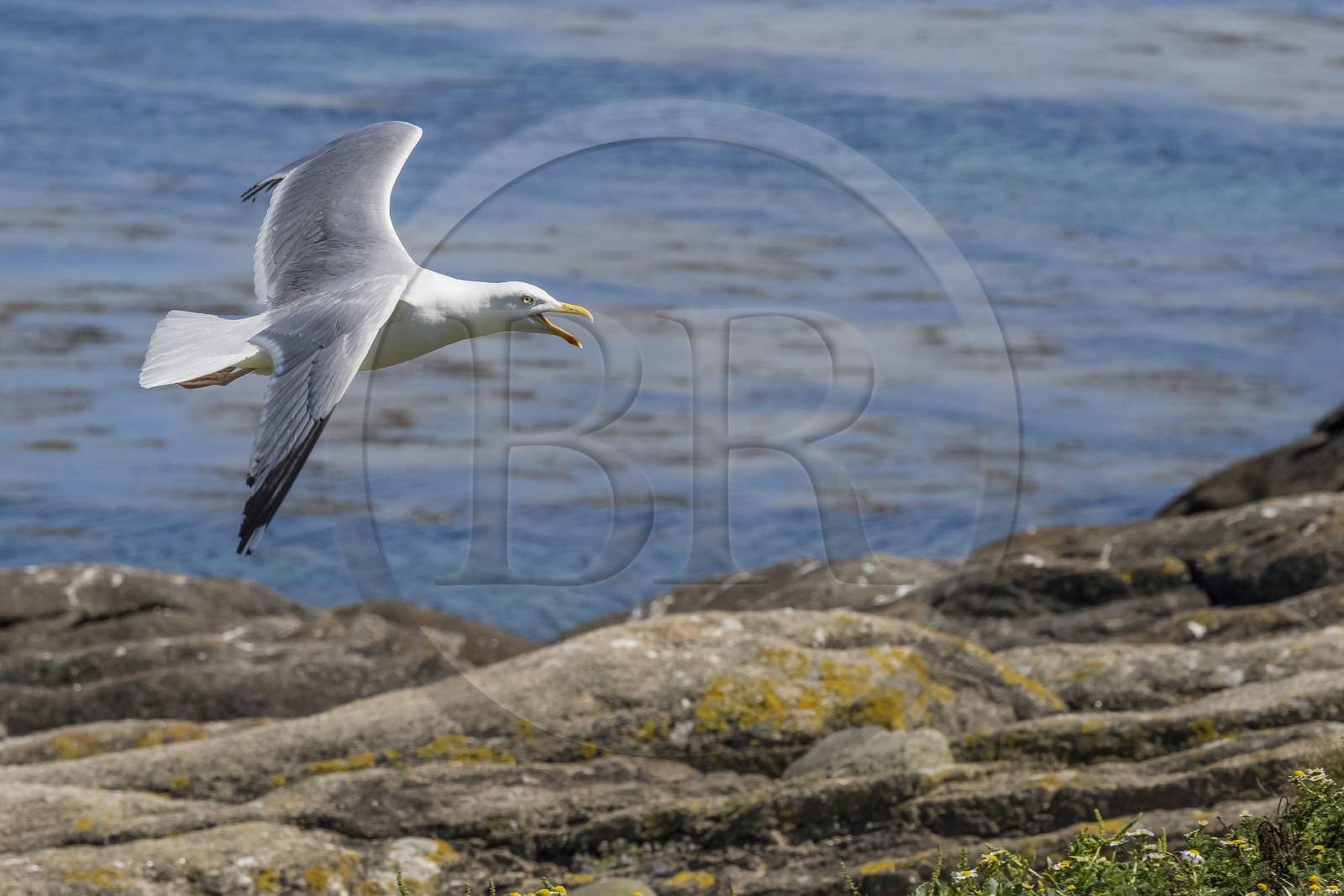France, Finistère (29), Pays des Abers, Ile Vierge dans l'archipel de Lilia, goéland