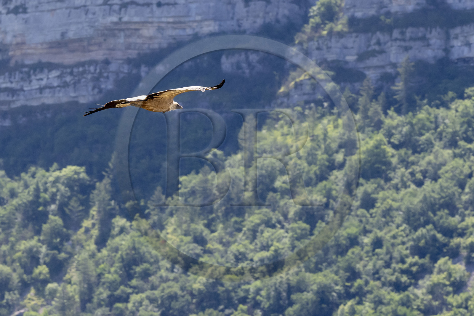 France, Drôme (26), parc naturel régional des Baronnies provençales, Rémuzat, plateau Saint-Laurent, vol d'un vautour fauve (Gyps fulvus) au dessus de la vallée de l'Oule