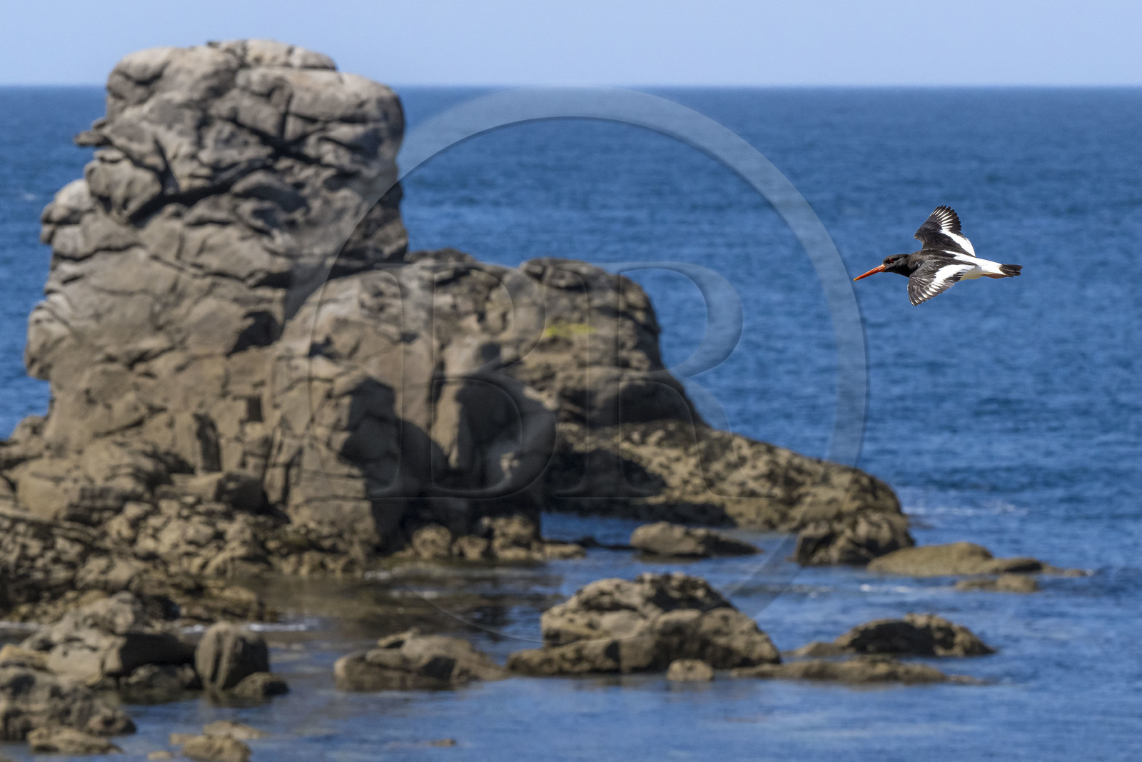 France, Finistère, Abers Country (Pays des Abers), Ile Vierge (Virgin Island) in the Lilia archipelago, oystercatcher (Haematopus ostralegus)