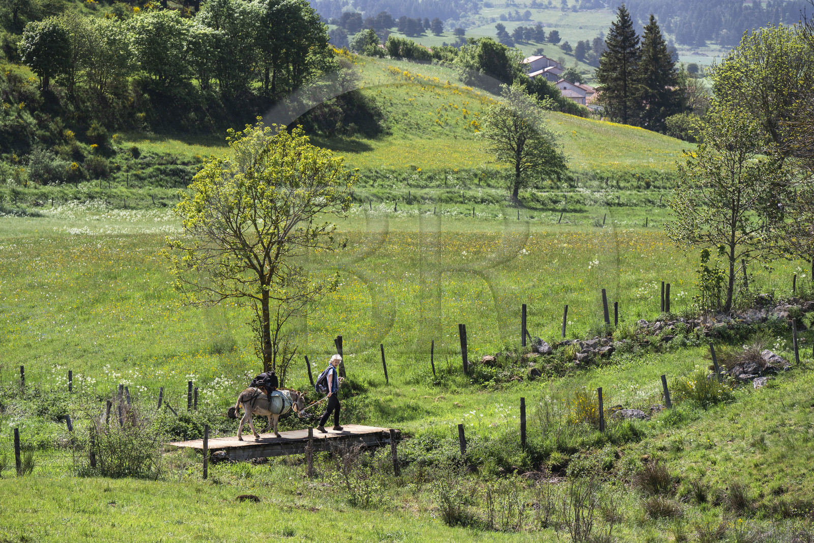 France, Haute-Loire (43), Landos, randonnée avec un âne sur le chemin de Stevenson (GR 70)