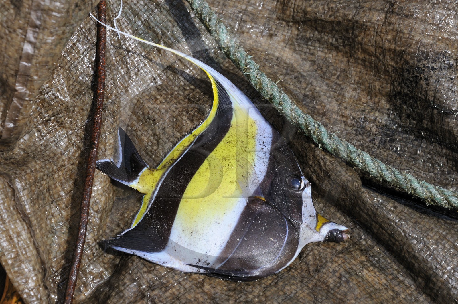 Tanzanie, archipel de Zanzibar, île de Unguja (Zanzibar), côte Sud-Est, Bwejuu, Poisson cocher (Heniochus acuminatus)