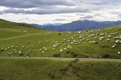 France, Pyrénées-Atlantiques (64), Pays-Basque, chemin de Saint-Jacques de Compostelle sur le GR 65 entre Saint-Jean-Pied-de-Port et Roncevaux, troupeau de brebis manech tête noire en estive