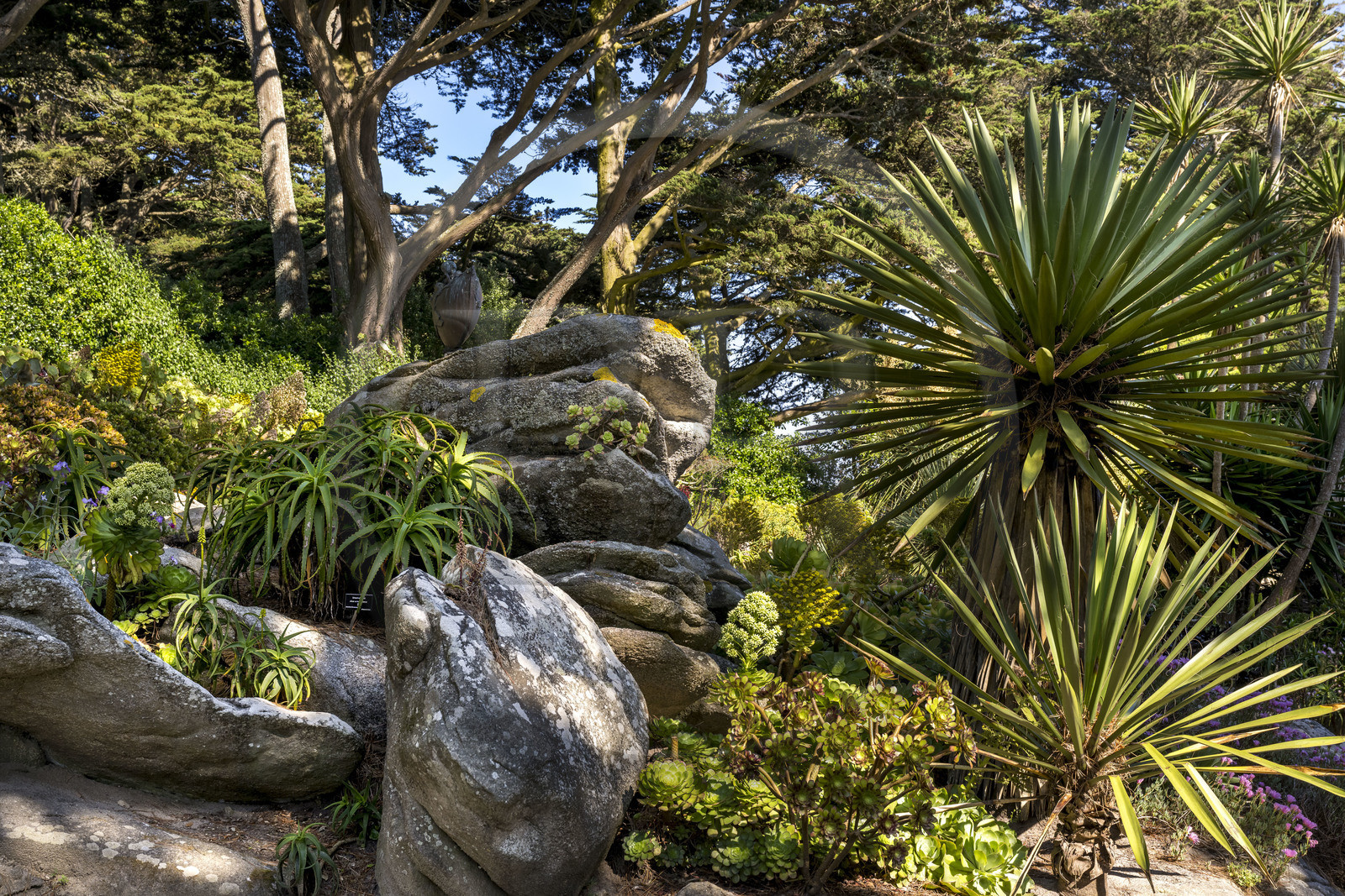France, Finistère (29), Iles du Ponant, Ile de Batz, jardin Georges Delaselle ou jardin colonial, jardin exotique présentant une collection botanique provenant des cinq continents