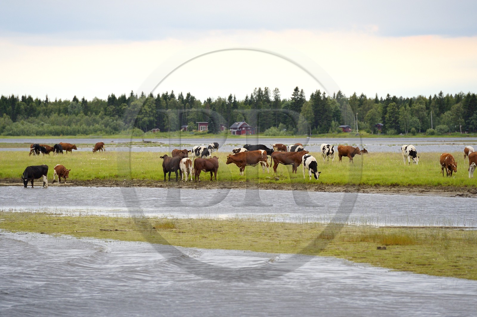 Sweden, Vasterbotten County, Umea, cow herd along the Ume River (Umeälven)
