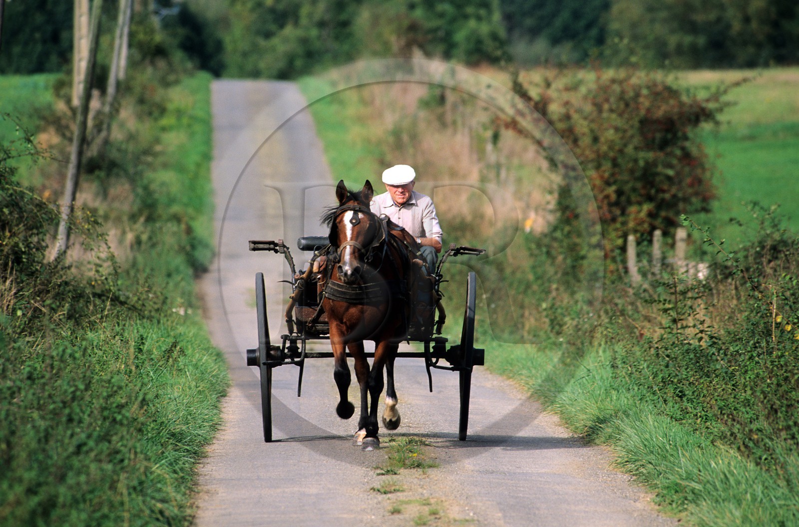 France, Manche, horse towing a barouche