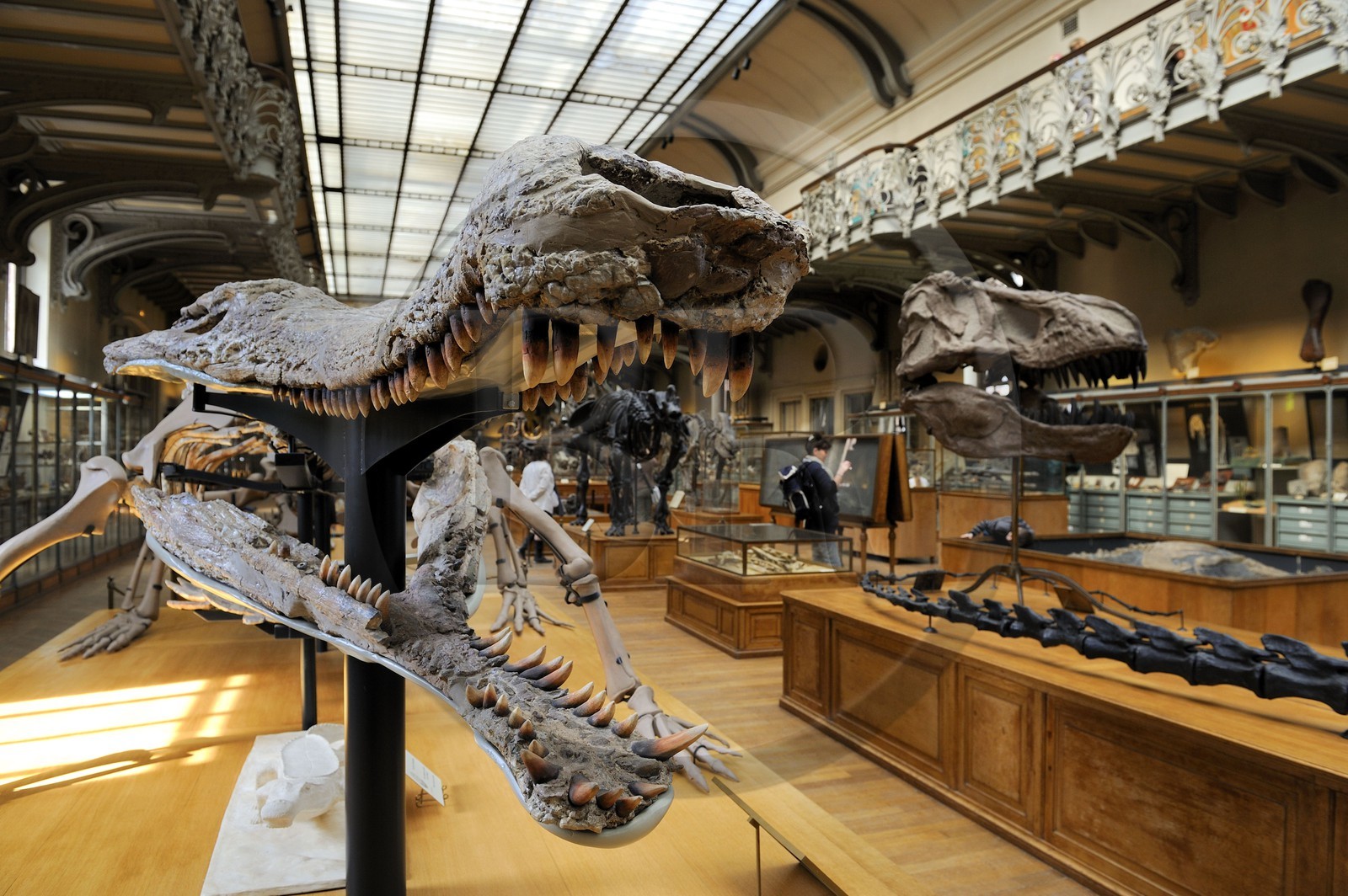 France, Paris (75), Jardin des Plantes, Museum National d'Histoire Naturelle, Galeries de Paléontologie et d'Anatomie comparée