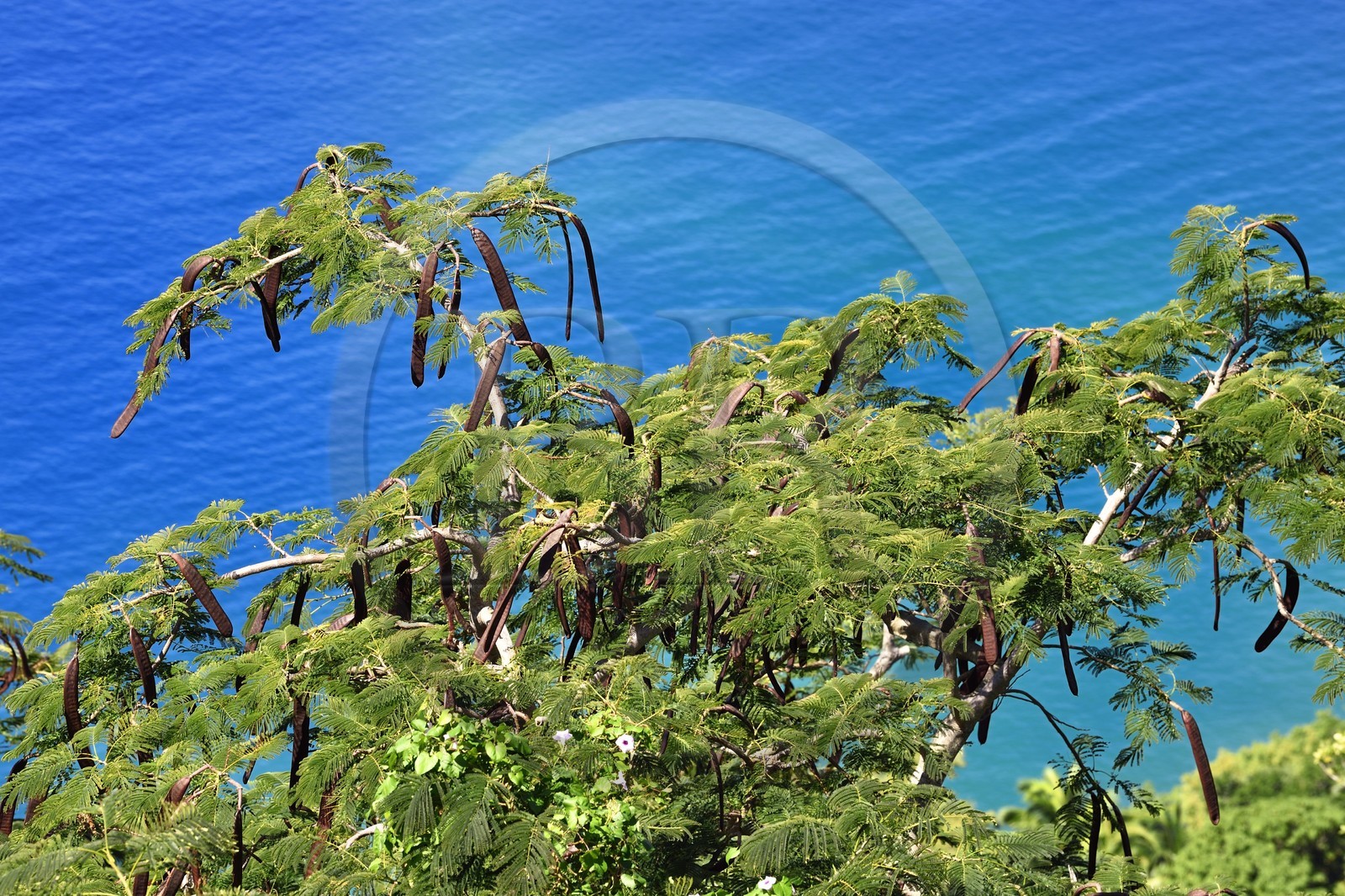 Caribbean, Dominica Island, Soufriere Bay, royal poinciana or flamboyant (Delonix regia) and its fruit