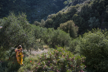 Italie, Ligurie, Cinque Terre, parc national des Cinque Terre classé Patrimoine Mondial de l'UNESCO, village de Monterosso al Mare, Ferme la Brucaolivo, Costanza Lari entretien ses oliviers avec son bébé dans le dos