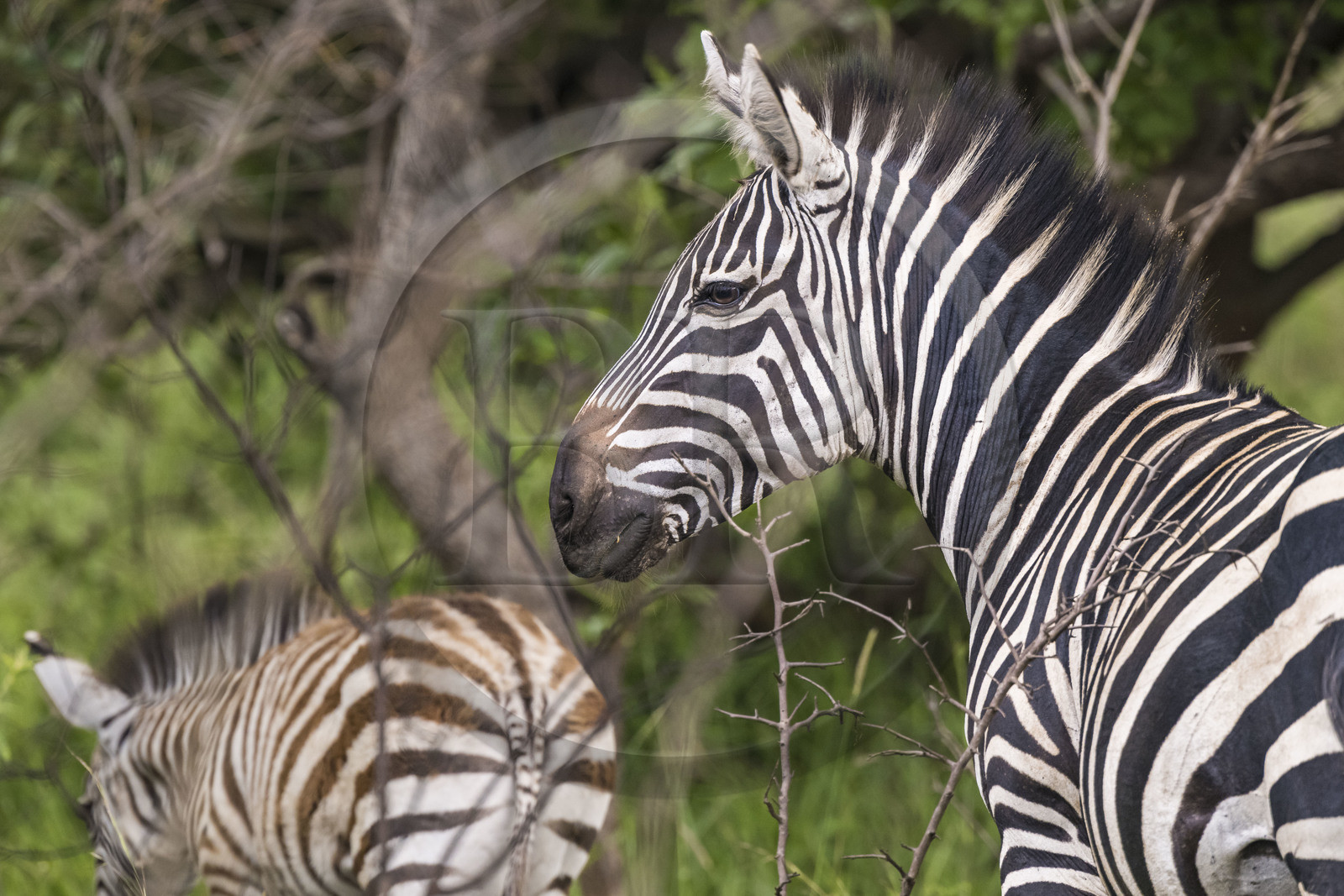 Rwanda, Parc national de l'Akagera, zèbre des plaines (Equus quagga)