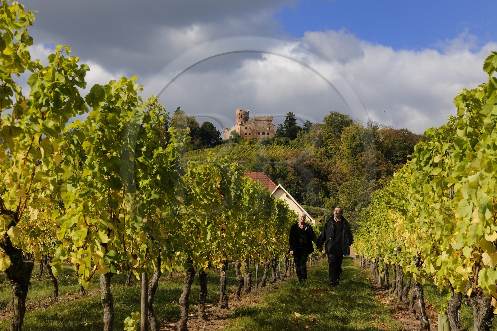 France, Bas-Rhin (67), château de Kintzheim et son vignoble