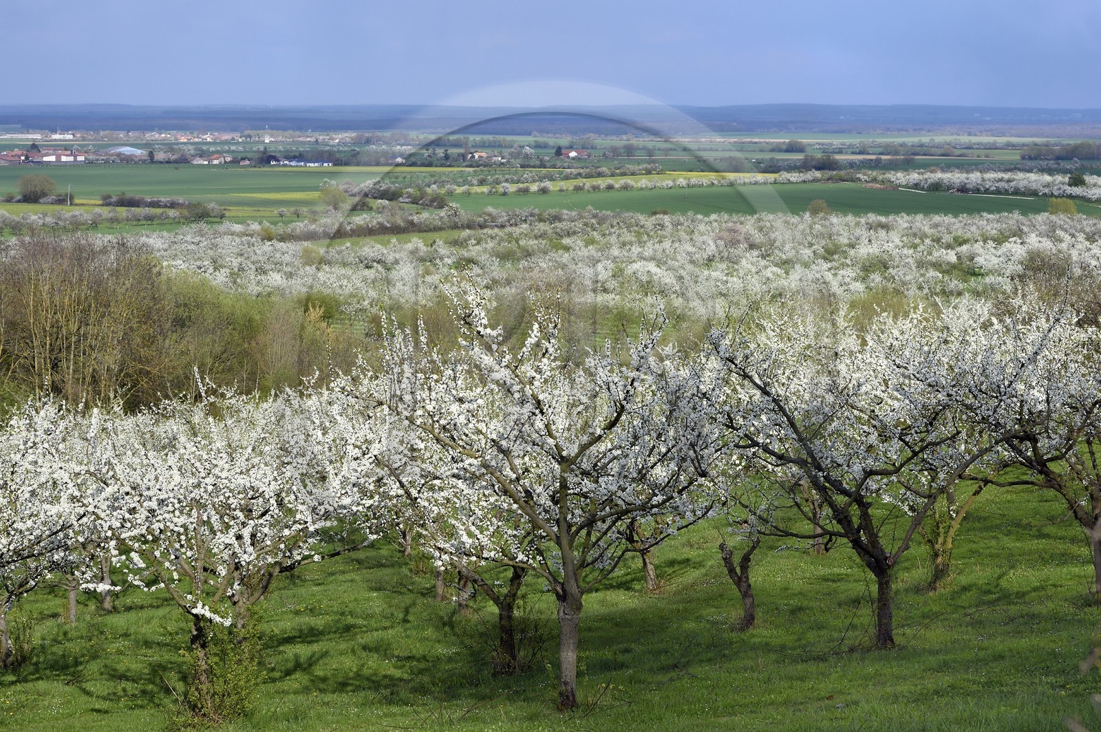 France, Meuse, Lorraine Regional Park, Cotes de Meuse, Saint Maurice sous les Cotes, mirabelliers (cherry-plum trees) in bloom