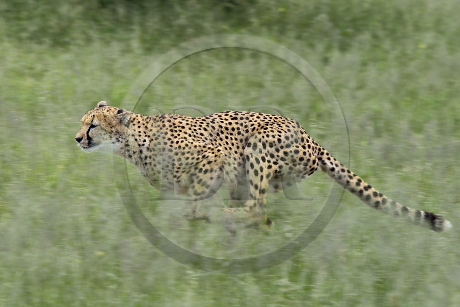 Namibie, Otjiwarongo, Cheetah Conservation Fund, centre de recherche et d'éducation, guépard (Acinonyx jubatus) entrainé à courir pour rester en forme et sain