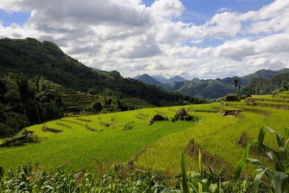 Vietnam, province de Lao Cai, région de Sapa, culture de rizières en terrasses par la minorité Hmong Noir