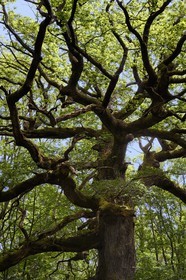 France, Ille-et-Vilaine (35),  forêt de Brocéliande, le chêne des Hindrés, chêne rouvre ou Chêne sessile (Quercus petraea) de 500 ans