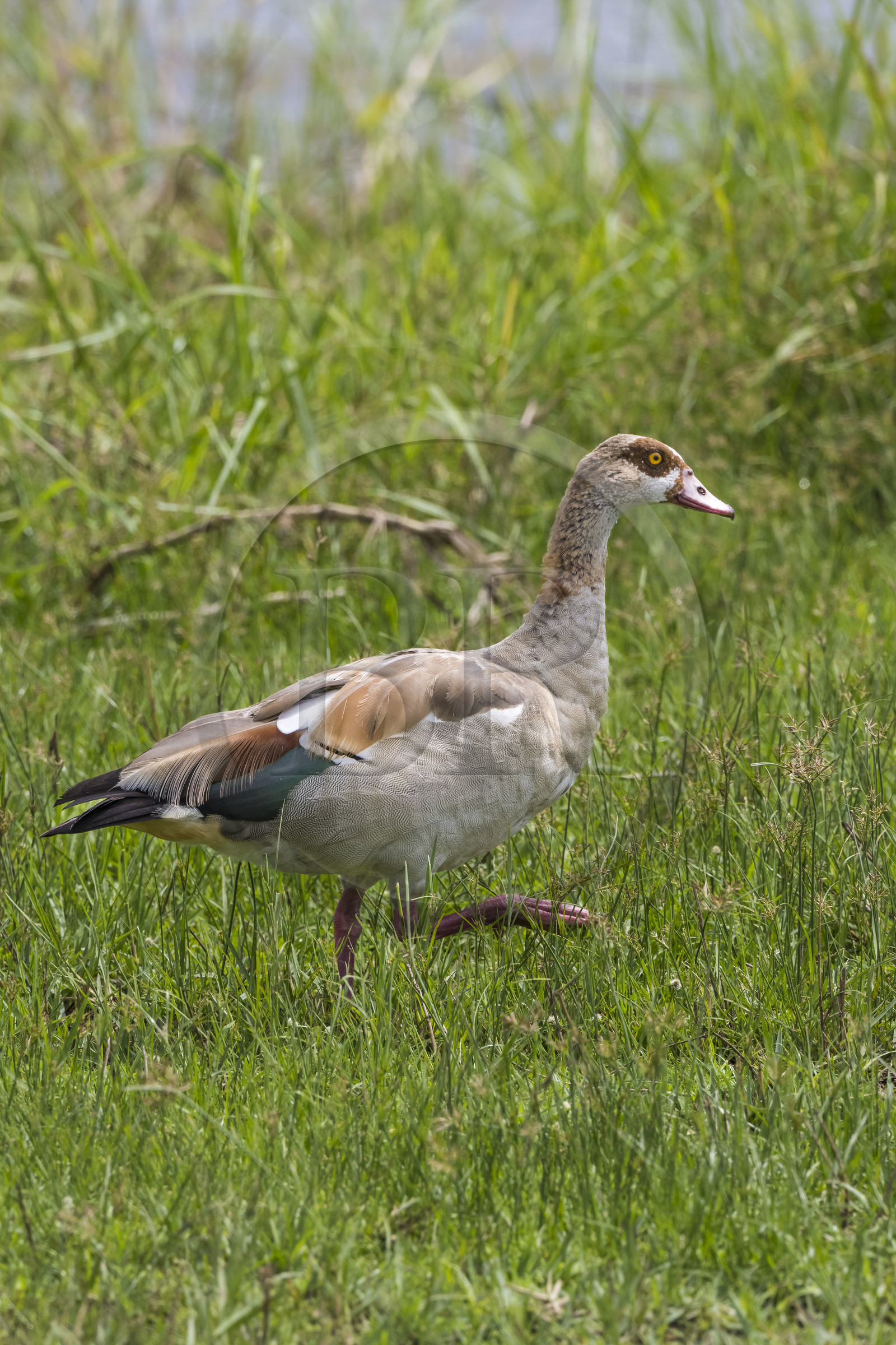 Rwanda, Parc national de l'Akagera, Ouette d'Egypte (Alopochen aegyptiaca)