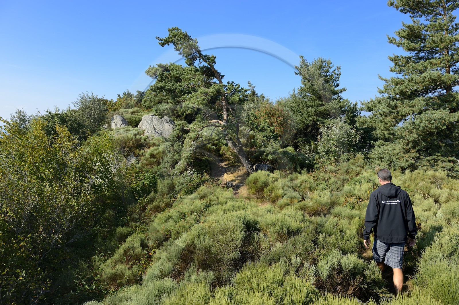 France, Loire (42), Parc Naturel Régional du Pilat, chapelle Saint-Sabin sur les crêts du massif du Pilat, paysage de lande à Genêt