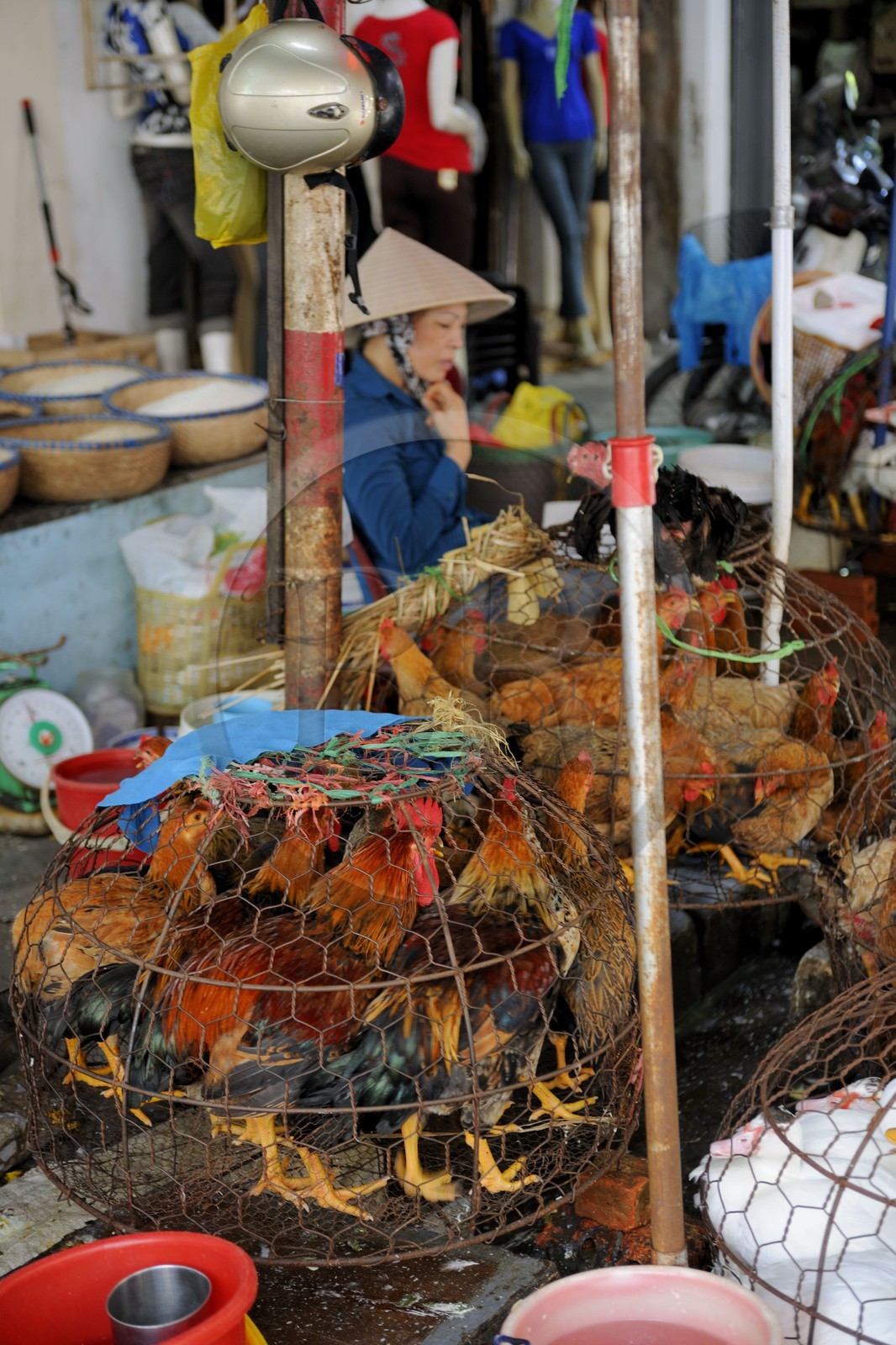 Vietnam, Haiphong, marché, vente de poules