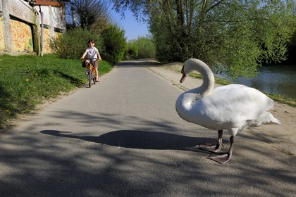 France, Val-de-Marne (94), les bords de Marne, Gournay-sur-Marne, un cygne sur la voie cyclable