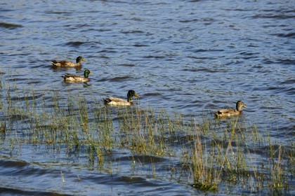 France, Ille-et-Vilaine (35), forêt de Brocéliande, canards sur l'étang de Paimpont