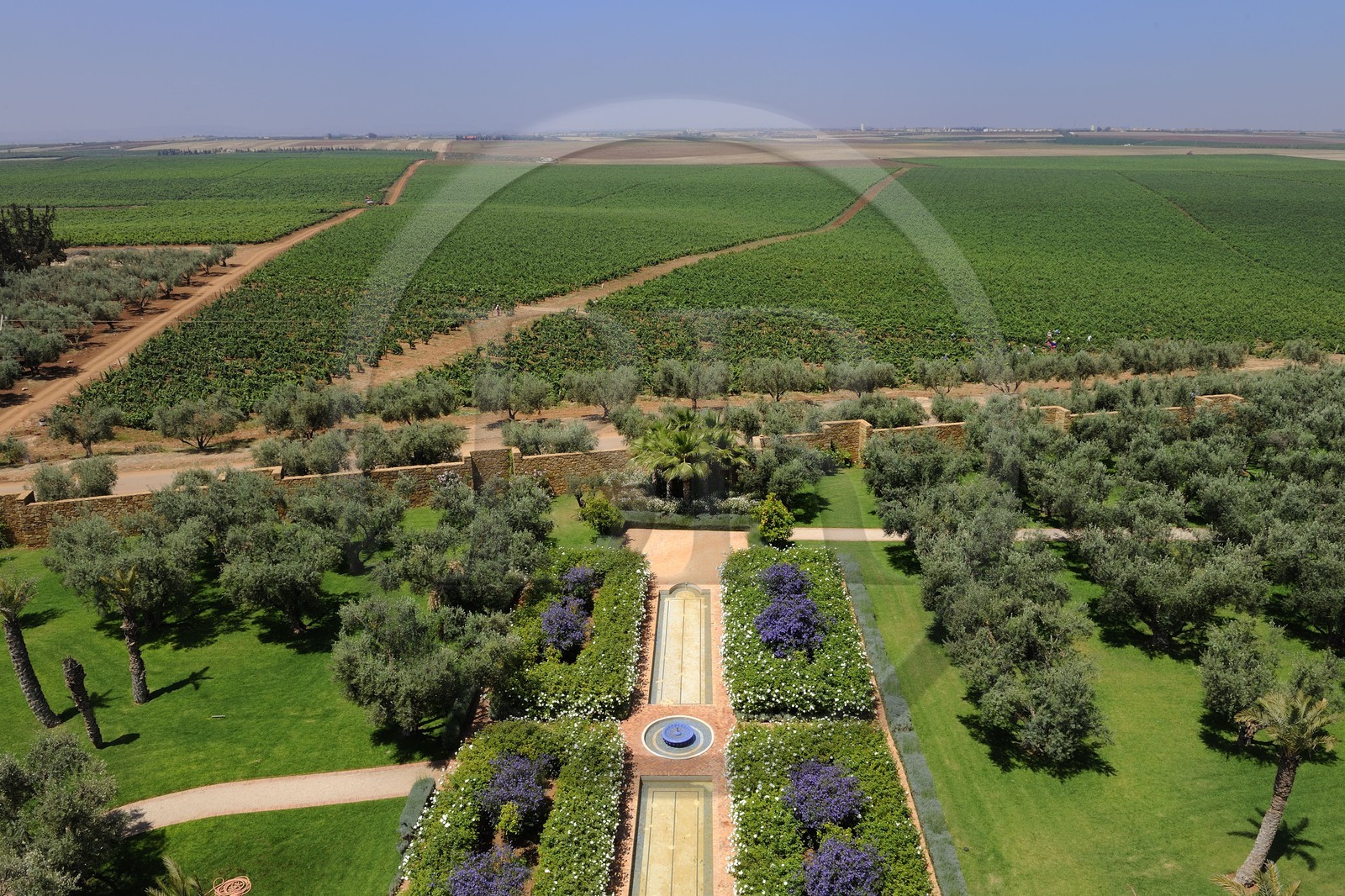 Morocco, Meknes Tafilalet Region, near Meknes, Boufakrane, Les Celliers de Meknes exploting vineyard